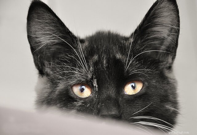 New Study Reveals Your Cat Is Closer Than You Think
