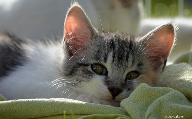The Science Behind Your Cat s Kneading Habit: Why She Presses Her Paws on You