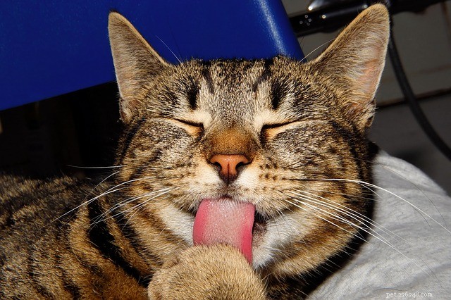 Understanding Why Cats Pee on Beds and How to Stop It