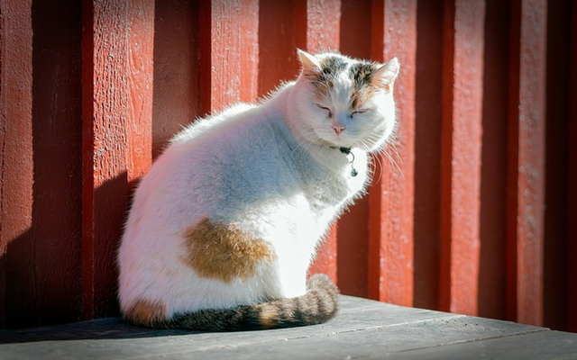 Why Cats Wrap Their Tails Around Their Paws: A Guide to Their Body Language