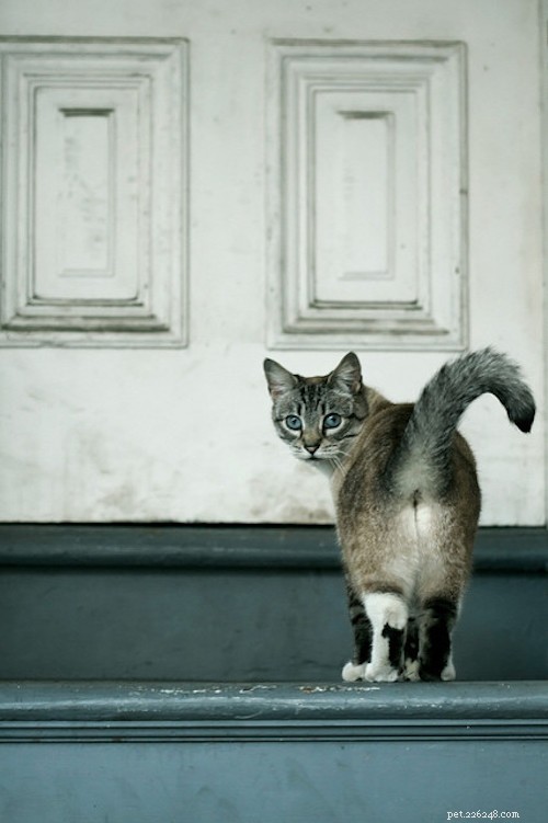 Why Cats Raise Their Rears Toward Your Face: The Science Behind the Gesture