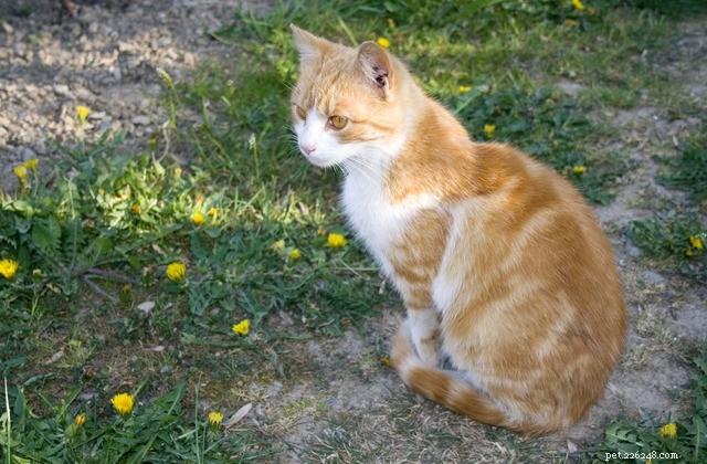 Why Cats Wrap Their Tails Around Their Paws: A Guide to Their Body Language