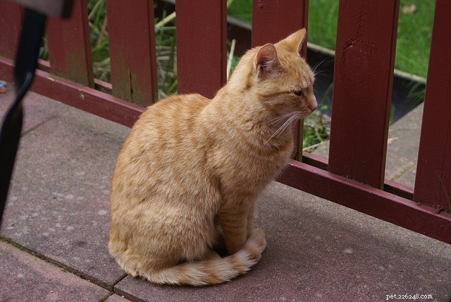 Why Cats Wrap Their Tails Around Their Paws: A Guide to Their Body Language