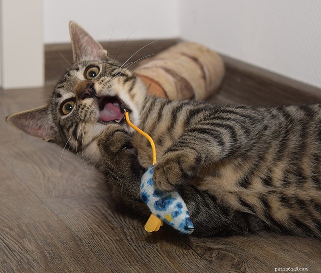 Why Some Cats Choose Not to Hunt Mice: Insights Into Their Behavior