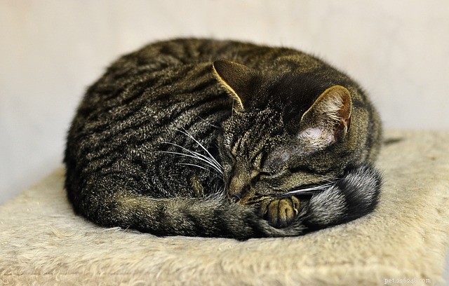 Why Cats Wrap Their Tails Around Their Paws: A Guide to Their Body Language