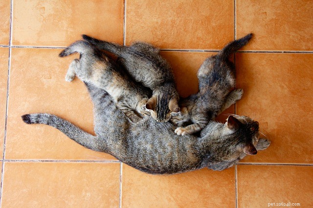 Why Some Cats Choose Not to Hunt Mice: Insights Into Their Behavior