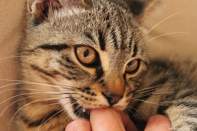 Why Cats Bite: Decoding Their  Love Bites 