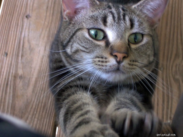 5 Clear Indicators Your Cat Craves More Attention