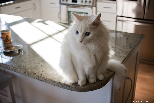 5 Clear Indicators Your Cat Craves More Attention