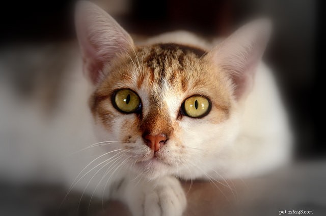 5 Clear Indicators Your Cat Craves More Attention