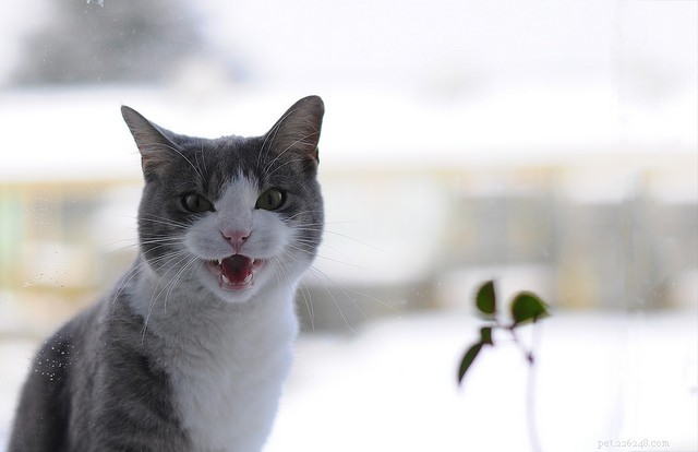 5 Clear Indicators Your Cat Craves More Attention