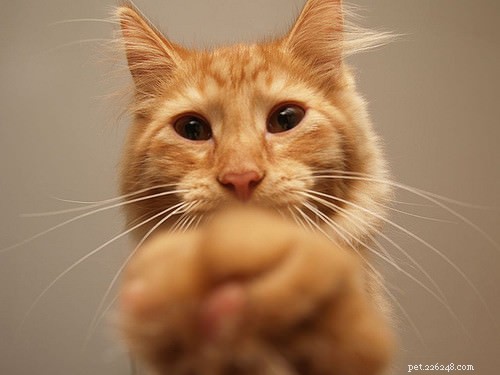 5 Clear Indicators Your Cat Craves More Attention