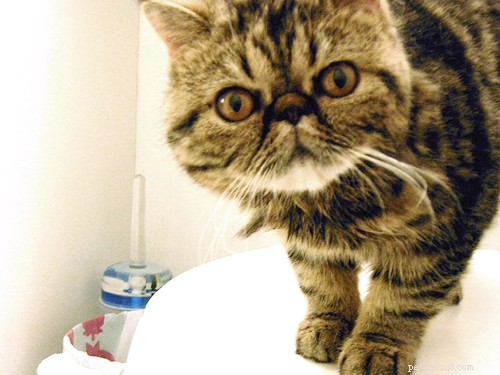 Scientists Reveal Why Cats Are Drawn to the Bathroom With Us