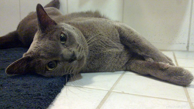Scientists Reveal Why Cats Are Drawn to the Bathroom With Us