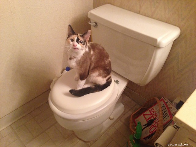 Scientists Reveal Why Cats Are Drawn to the Bathroom With Us