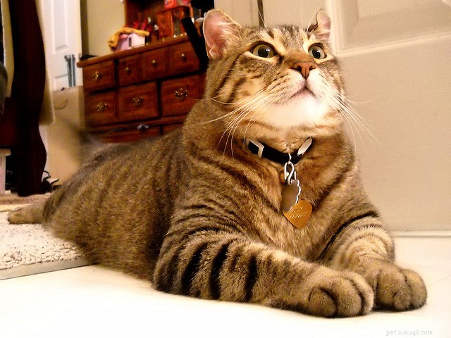 Scientists Reveal Why Cats Are Drawn to the Bathroom With Us