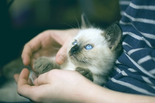 5 Clear Ways Your Cat Shows Affection