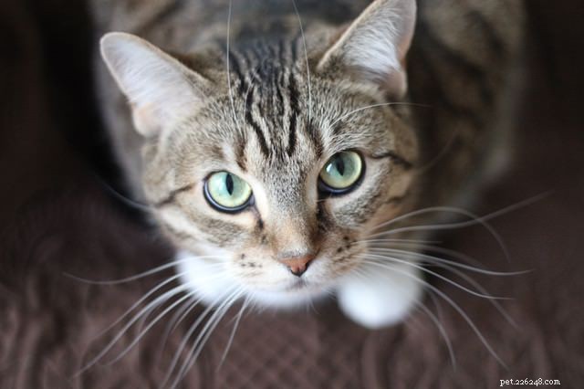 5 Clear Ways Your Cat Shows Affection