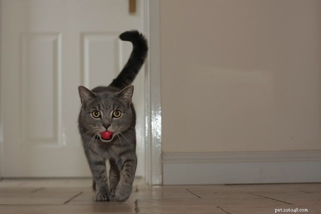 Teach Your Cat 10 Simple Tricks for Fun & Treat Rewards