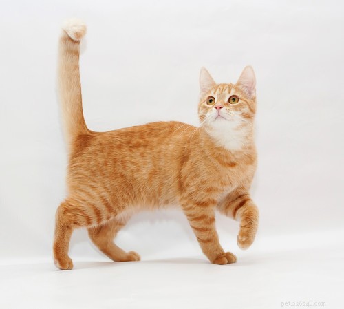 Teach Your Cat 10 Simple Tricks for Fun & Treat Rewards