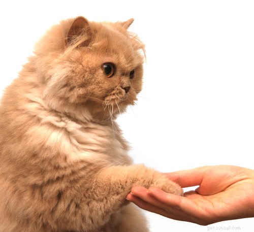 Teach Your Cat 10 Simple Tricks for Fun & Treat Rewards