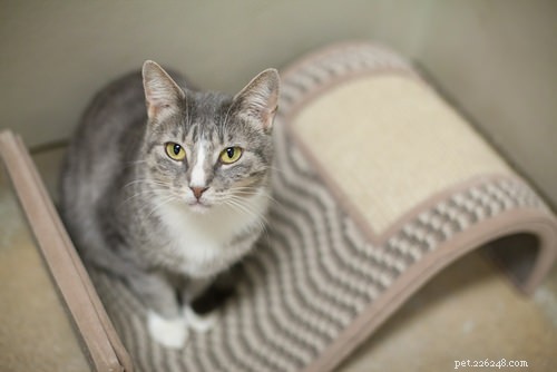 Teach Your Cat 10 Simple Tricks for Fun & Treat Rewards