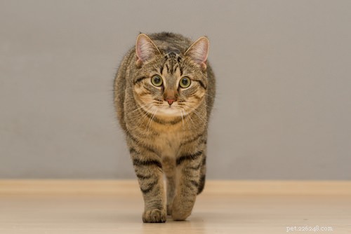 Teach Your Cat 10 Simple Tricks for Fun & Treat Rewards