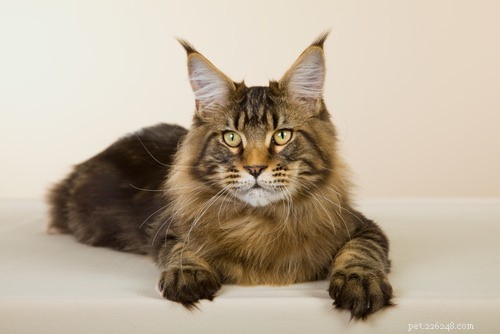 Teach Your Cat 10 Simple Tricks for Fun & Treat Rewards
