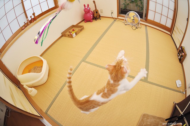 Discover Feline Agility: The Rising Trend Captivating Cat Shows Worldwide