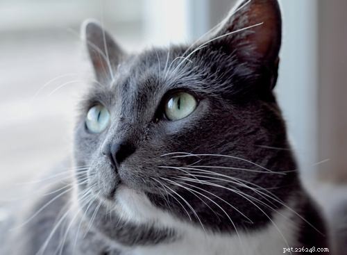 Gentle Strategies to Help Your Shy Cat Feel Confident Around People