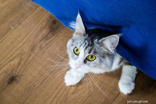 Gentle Strategies to Help Your Shy Cat Feel Confident Around People