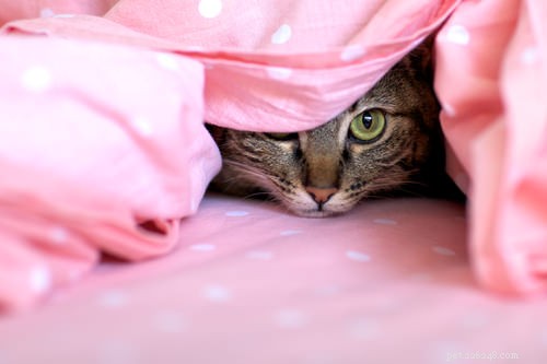Gentle Strategies to Help Your Shy Cat Feel Confident Around People