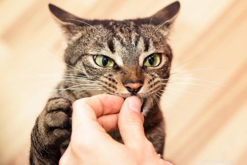 Gentle Strategies to Help Your Shy Cat Feel Confident Around People