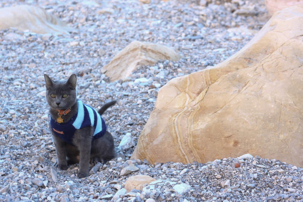 Cats Love the Great Outdoors—How Adventure Cats Train Felines for Hiking, Camping & Kayaking