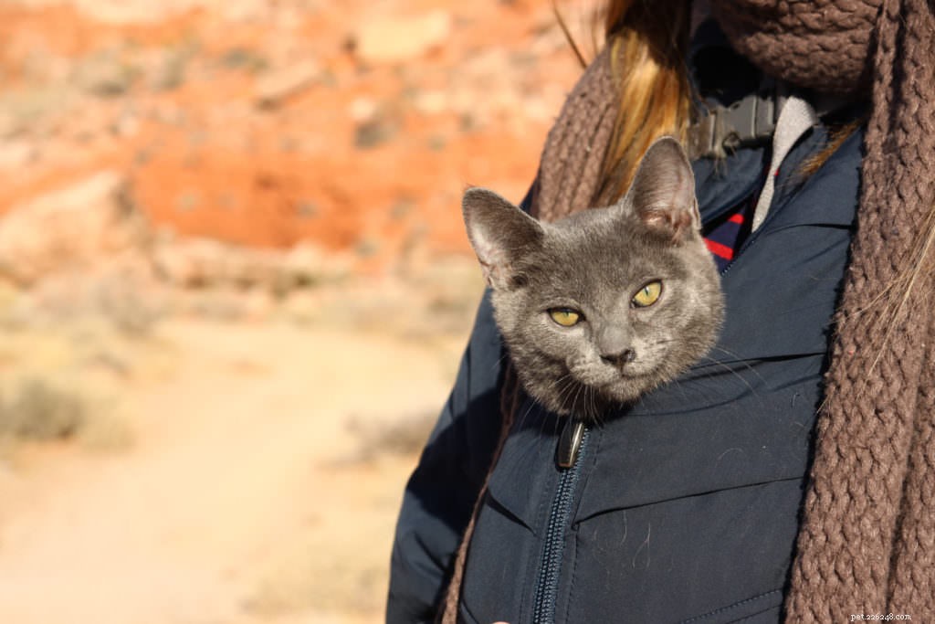 Cats Love the Great Outdoors—How Adventure Cats Train Felines for Hiking, Camping & Kayaking