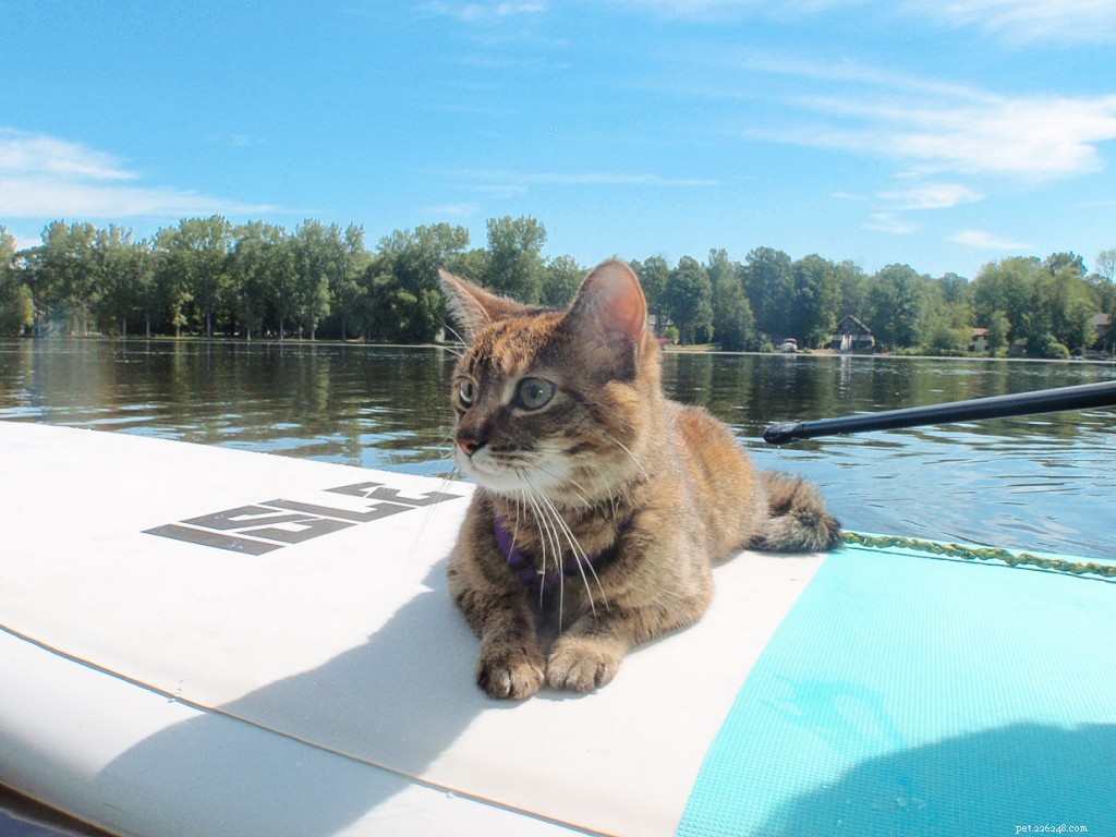 Cats Love the Great Outdoors—How Adventure Cats Train Felines for Hiking, Camping & Kayaking