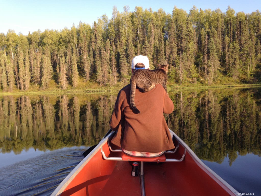 Cats Love the Great Outdoors—How Adventure Cats Train Felines for Hiking, Camping & Kayaking