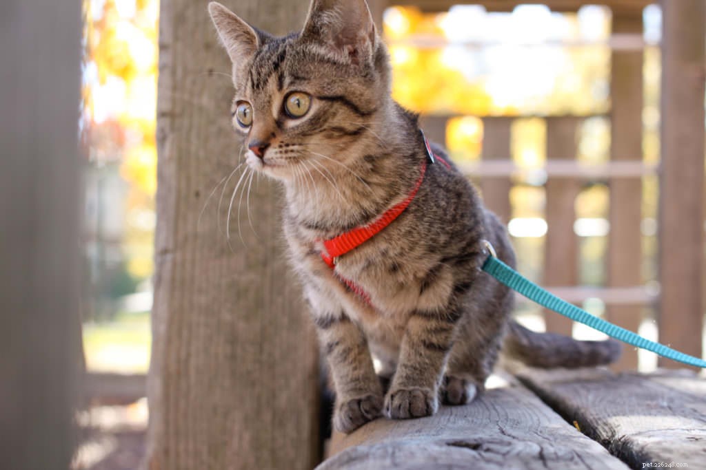 Cats Love the Great Outdoors—How Adventure Cats Train Felines for Hiking, Camping & Kayaking