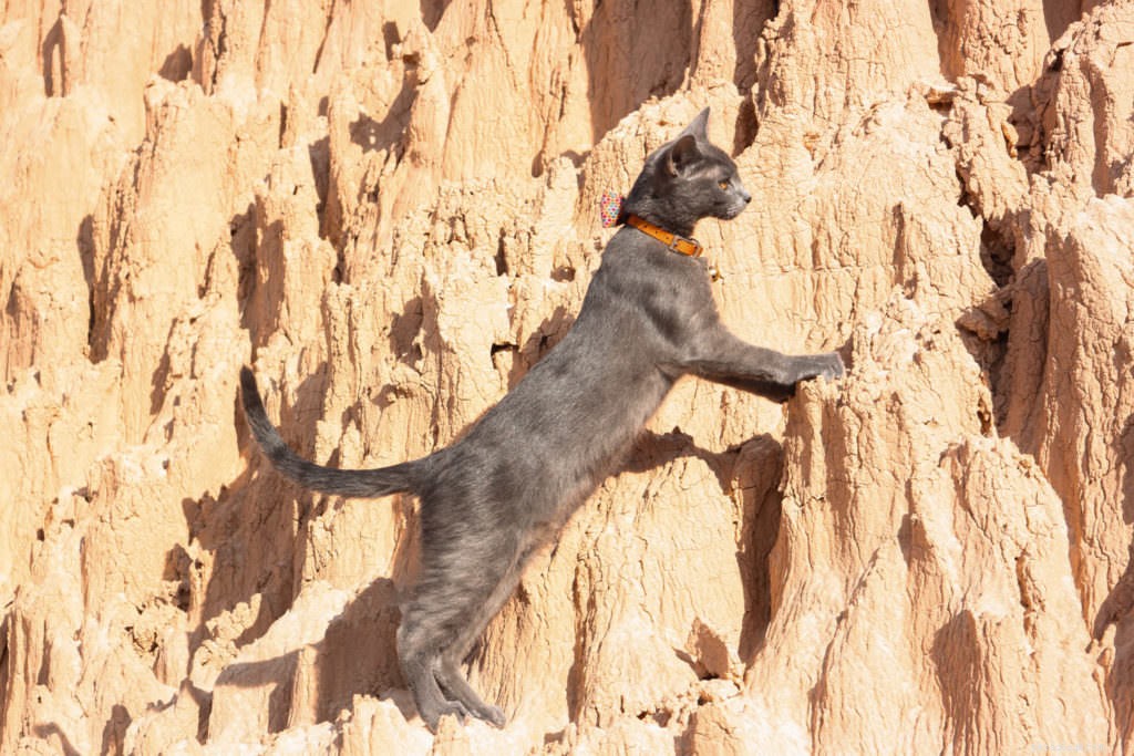 Cats Love the Great Outdoors—How Adventure Cats Train Felines for Hiking, Camping & Kayaking