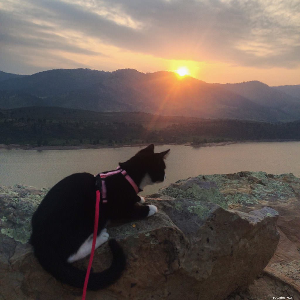 Cats Love the Great Outdoors—How Adventure Cats Train Felines for Hiking, Camping & Kayaking