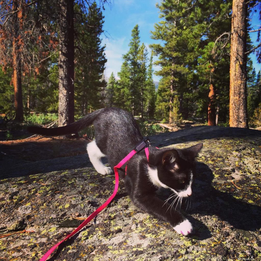 Cats Love the Great Outdoors—How Adventure Cats Train Felines for Hiking, Camping & Kayaking