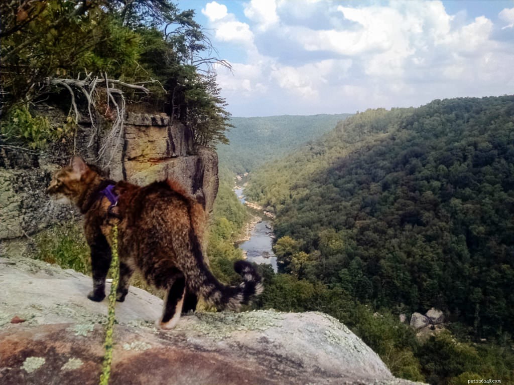 Cats Love the Great Outdoors—How Adventure Cats Train Felines for Hiking, Camping & Kayaking