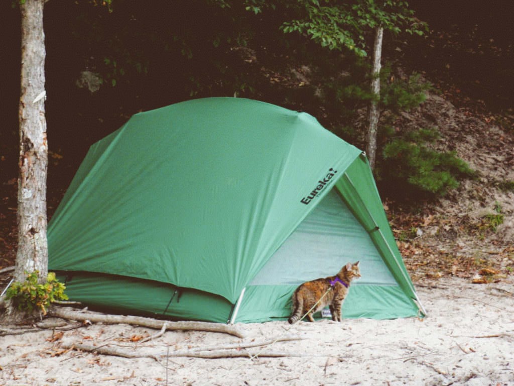 Cats Love the Great Outdoors—How Adventure Cats Train Felines for Hiking, Camping & Kayaking