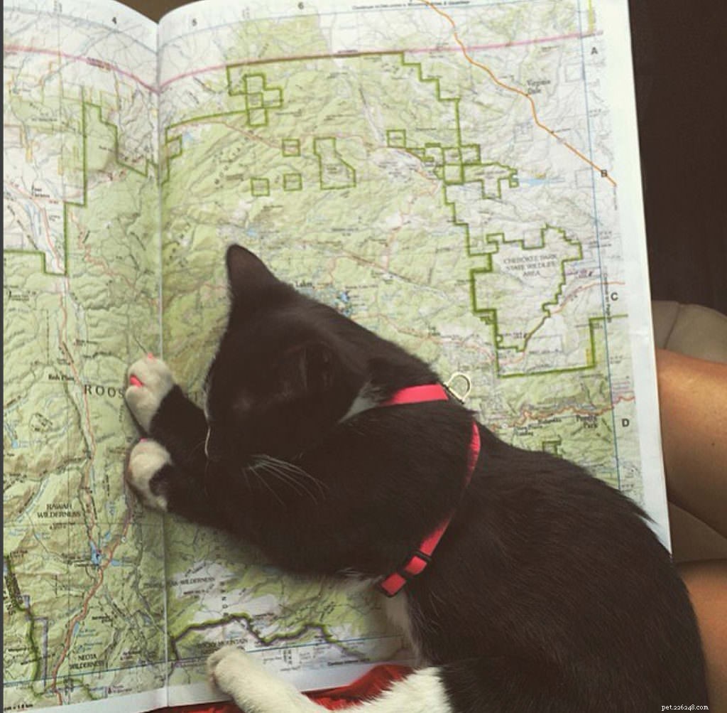 Cats Love the Great Outdoors—How Adventure Cats Train Felines for Hiking, Camping & Kayaking