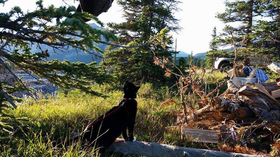 Cats Love the Great Outdoors—How Adventure Cats Train Felines for Hiking, Camping & Kayaking