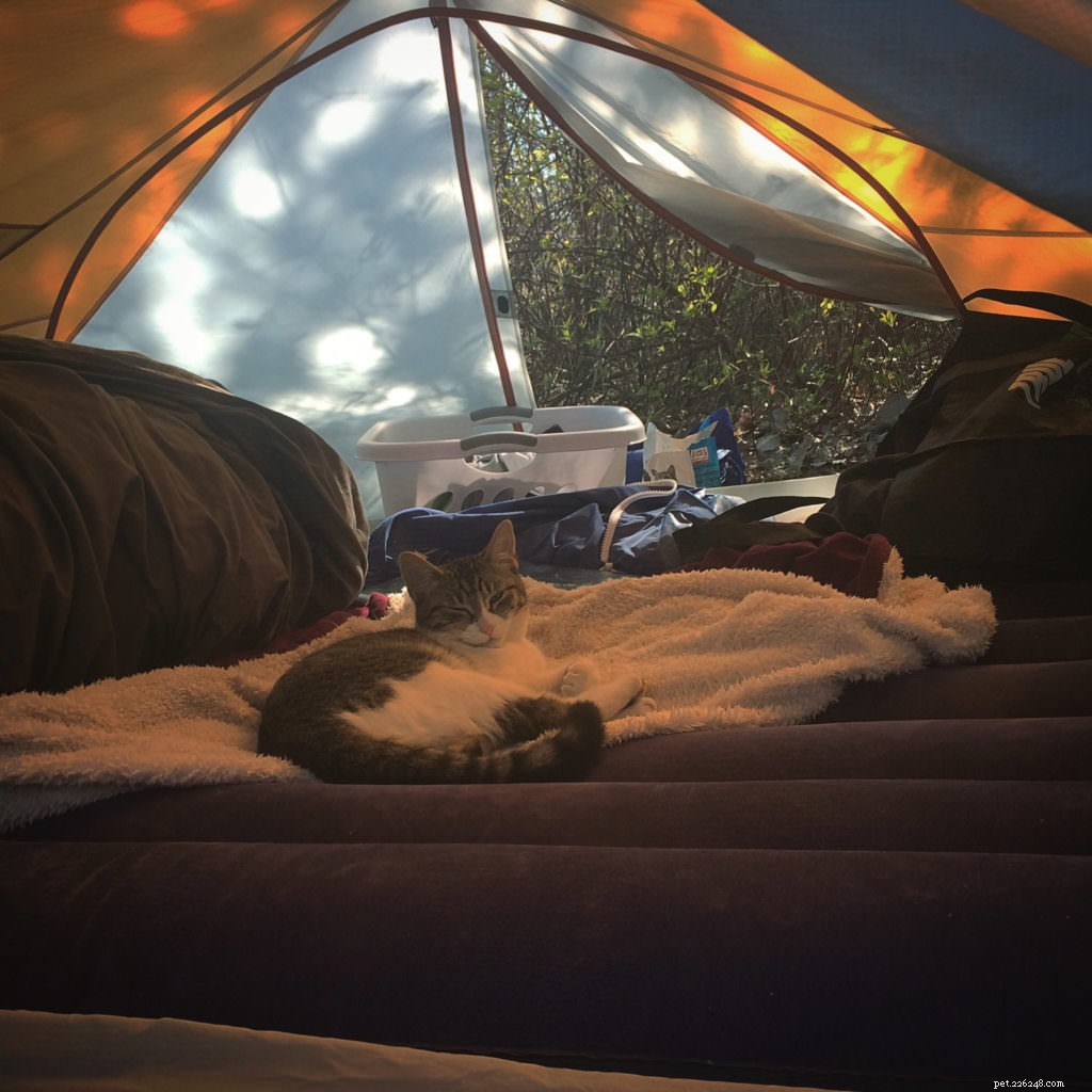 Cats Love the Great Outdoors—How Adventure Cats Train Felines for Hiking, Camping & Kayaking