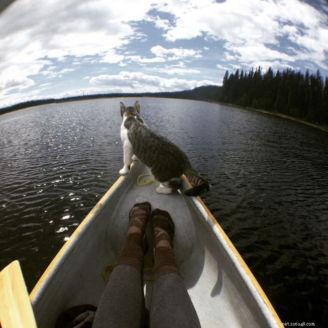 Cats Love the Great Outdoors—How Adventure Cats Train Felines for Hiking, Camping & Kayaking