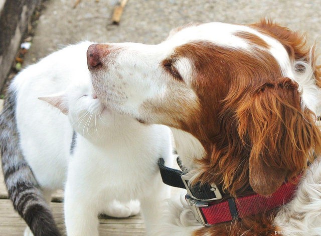 Seamless Integration: A Proven Guide to Introducing Your Cat to a Dog