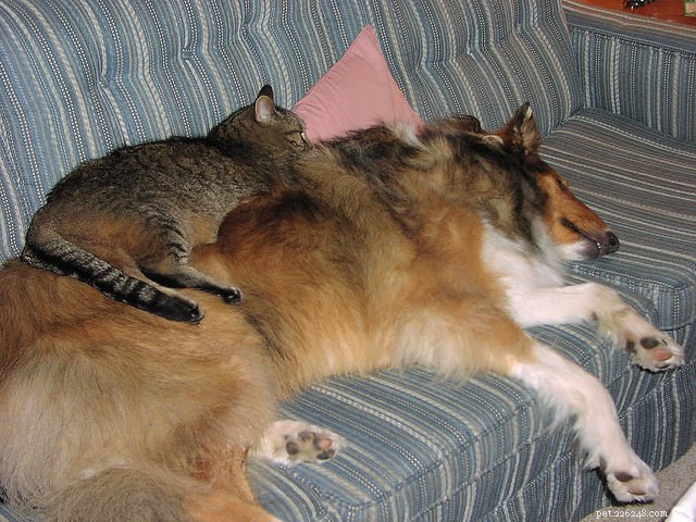 Seamless Integration: A Proven Guide to Introducing Your Cat to a Dog