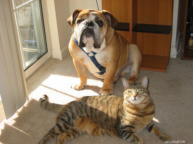 Seamless Integration: A Proven Guide to Introducing Your Cat to a Dog